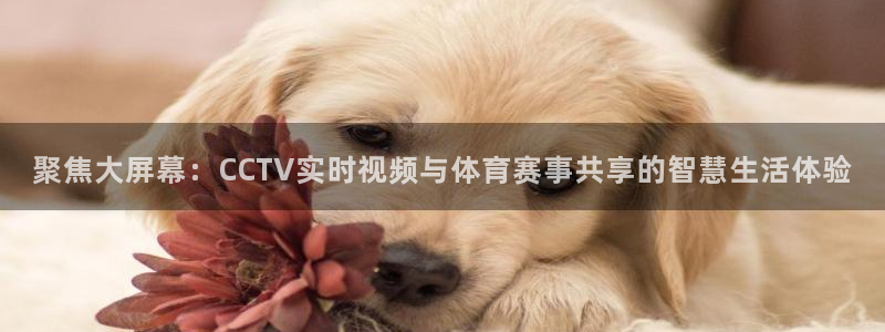球神直播足球直播：聚焦大屏幕：CCTV实时视频与体育赛事共享的智慧生活体验